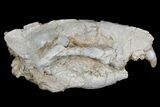 Rare, Partial Bear Dog (Daphoenus) Skull With Associated Bones #175652-3